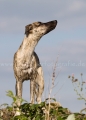 49 Windhund-Trio